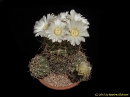 Gymnocalycium spec. 61